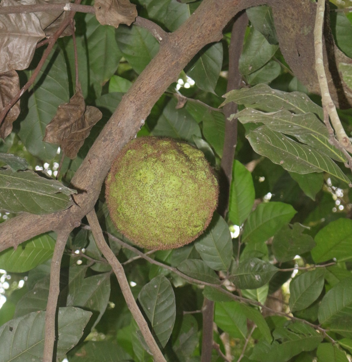 Treculia africana Decne. ex Trécul